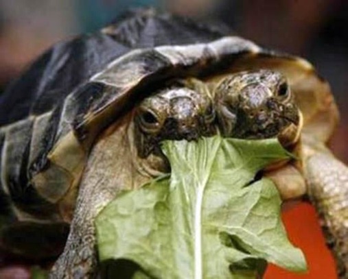two_headed_turtle