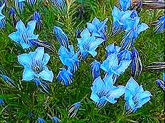 [gentiana%2520ternifolia%255B5%255D.jpg]
