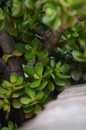 [Portofino%2520plants2%255B5%255D.jpg]