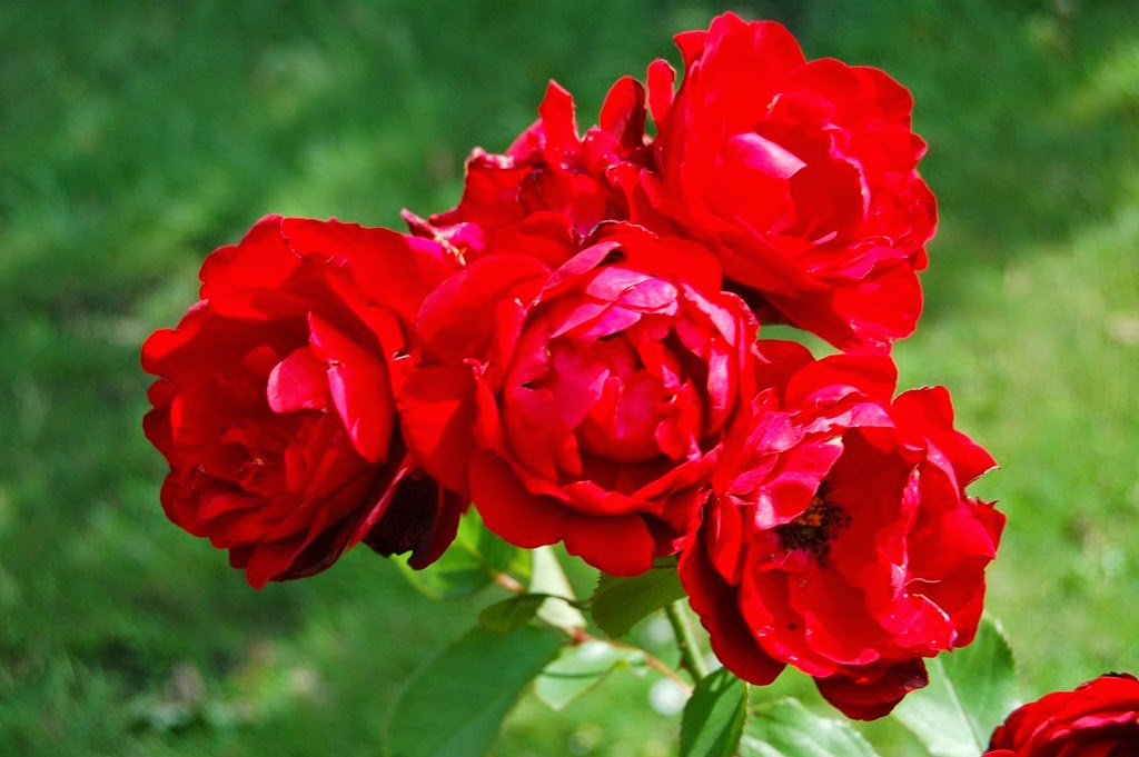 [RO%2520Lili%2520Marlen%255B5%255D.jpg]