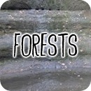 forests