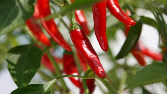 [red-chile-peppers%255B3%255D.jpg]