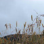 Vegetaci&oacute;n del parque