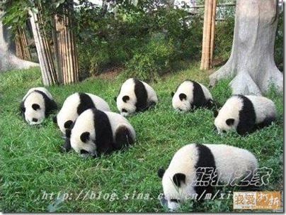 pandas in a field