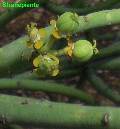 [Euphorbia%2520sp%2520capsule%2520semi%255B4%255D.jpg]