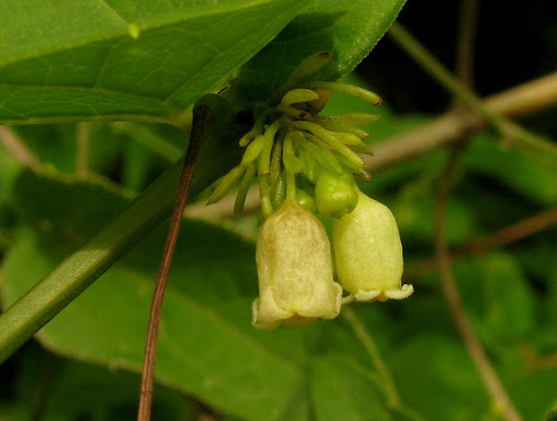 Solena Heterophylla
