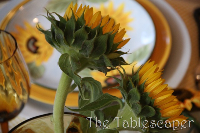[sunflowers-0363.jpg]