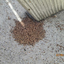 Termite Droppings