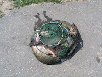 deltolet-17.jpg