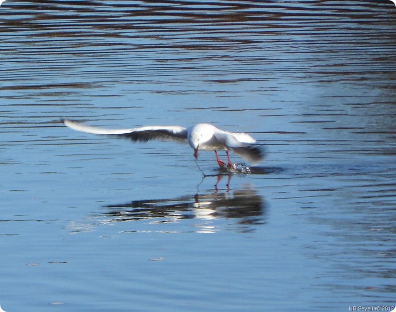 Feeding Gulls