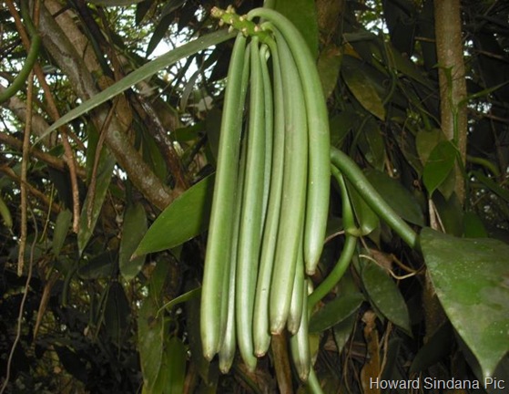 vanilla