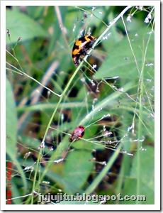 Kumbang Koksi ‘Transverse Ladybird’ (Coccinella transversalis) 08