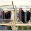 Poultry 014.jpg