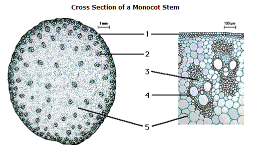 anatomy of dicot and monocot stem