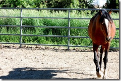 horses2011-28