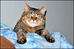 cat awake cat awake