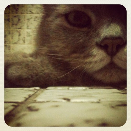 Hassan the cat, upclose & personal