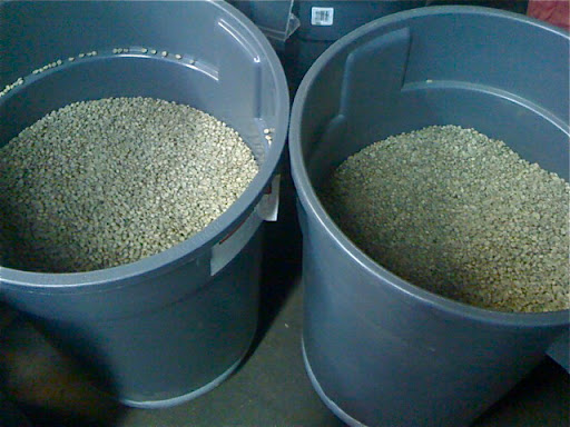 Unroasted coffee beans stay fresh in these bins for up to 6 months. The bin on the left is filled with beans from the Nicaraguan highlands. The beans on the right, from Panama, are the ones I ultimately scooped up for the shoot. Unroasted coffee beans stay fresh in these bins for up to 6 months. The bin on the left is filled with beans from the Nicaraguan highlands. The beans on the right, from Panama, are the ones I ultimately scooped up for the shoot.