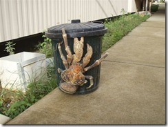 Coconut crab2