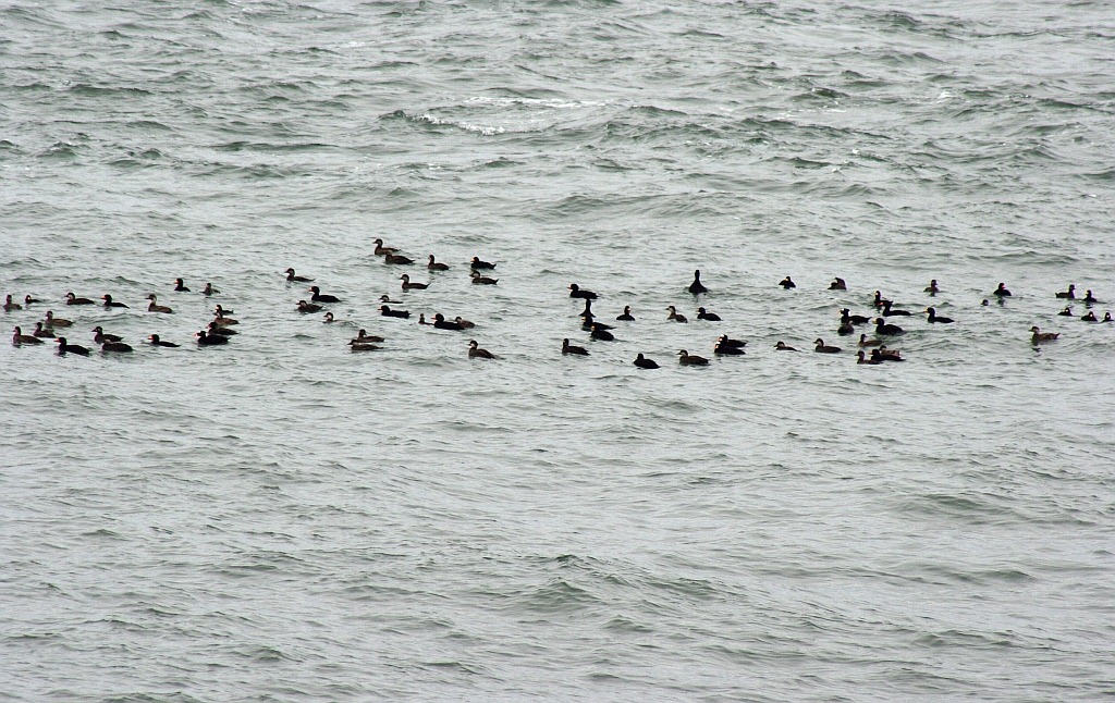 [scoters%255B8%255D.jpg]