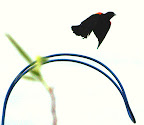 RWBB Lifesaver Take Off 4.jpg