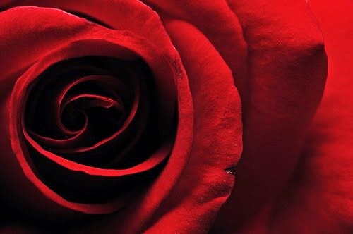 [Dark-Red-Rose-10%255B4%255D.jpg]