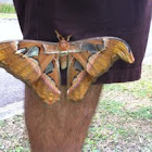Atlas Moth