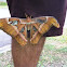 Atlas Moth