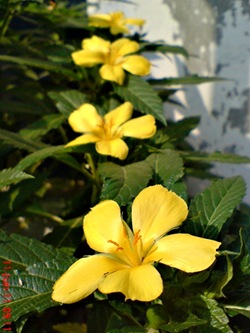 Turnera ulmifolia - ramgoat dashalong_3