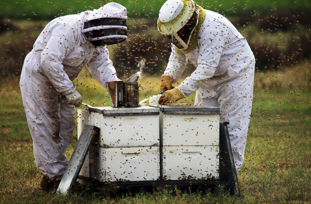 Beekeepers with Big Sky Honey worked with hives used to pollinate almond groves in Bakersfield, California. A mysterious malady that has been killing honeybees en masse for several years appears to have expanded drastically in 2012, commercial beekeepers say, wiping out 40 percent or even 50 percent of the hives needed to pollinate many of the nation&rsquo;s fruits and vegetables.  Photo: Jim Wilson / The New York Times 