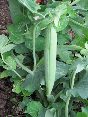 Peas22 11 10