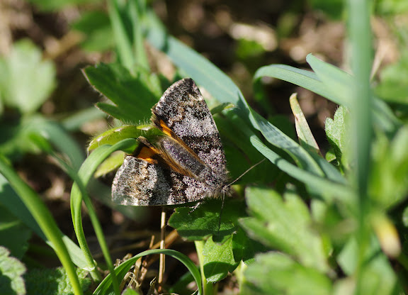 Geometridae : Archiearinae : Boudinotiana notha (HÜBNER, 1803). Les Hautes-Lisières (Rouvres, 28), 26 mars 2012. Photo : J.-M. Gayman