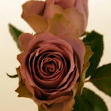 DSC00381.jpg
