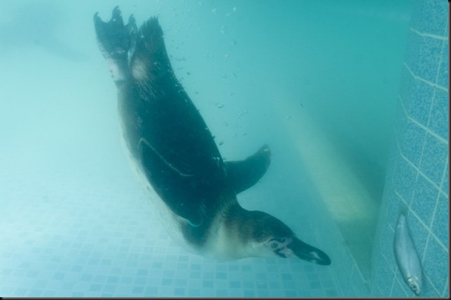 penguin underwater swimming