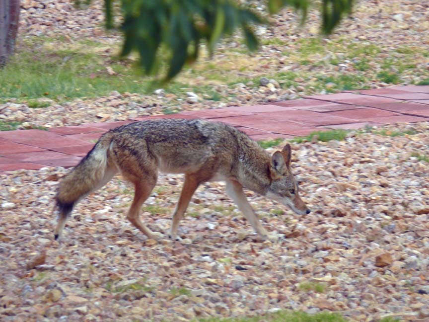 [Campground%2520Coyote%255B5%255D.jpg]