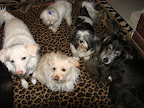 And as you can see....with the help of some accepting siblings, she quickly adapted and became a permanent resident of Chez Priscilla! Animals are amazingly intuitive and often assist their disabled siblings in ways we'd never predict.