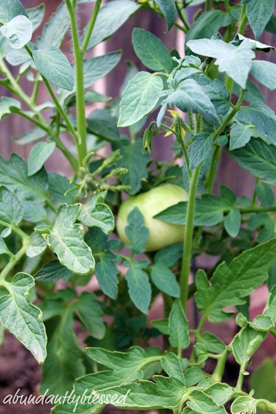 Tomato2AB Tomato2AB
