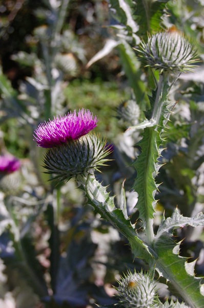 Scottish Thistle.jpg Scottish Thistle