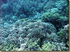 RD Hard Corals