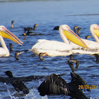 IMG_3799.JPG