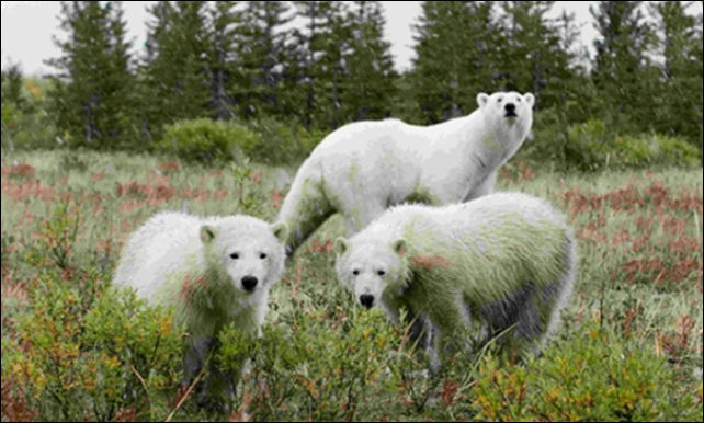 Polar bears near Churchill, Manitoba. As global warming deprives bears of sea ice, starving bears look for food on land, increasingly entering communities and attacking humans. Photo: Reuters