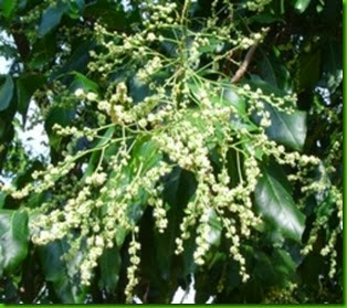 Gallesia-integrifolia