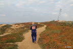 Mooie kleuren in de vetplanten in de duinen