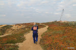 Mooie kleuren in de vetplanten in de duinen