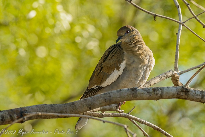 [White-winged%2520Dove%2520%2528Zenaida%2520asiatica%2529%2520%2520_D8C0613-Edit%2520October%252029%252C%25202012%2520NIKON%2520D800%255B3%255D.jpg]