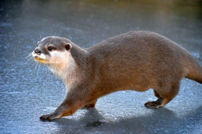 [Otter%2520on%2520ice%25201%2520%2528resized%2529%255B2%255D.jpg]