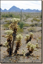 Cholla cactus