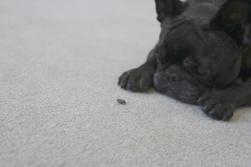 Sharkey, stink bugs were originally found in East Asia and they weren't even seen in the United States until the late 1990’s! Sharkey, stink bugs were originally found in East Asia and they weren't even seen in the United States until the late 1990’s!