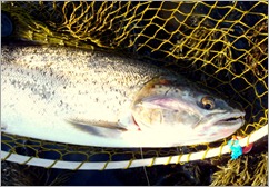 sea trout fishing ireland