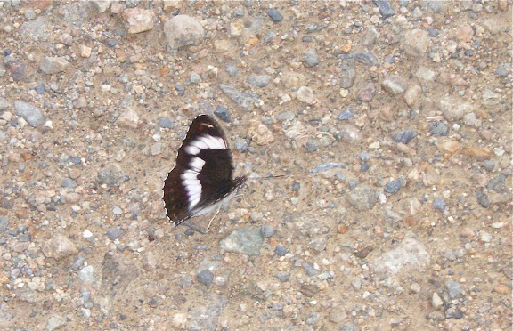 Limenitis sydyi KINDERRMANN, 1853. Cinq km au sud de Novogordeevka près d'Anutchino (Primorskij Kraj, Russie), 3 juillet 2011. Photo : Jean Michel